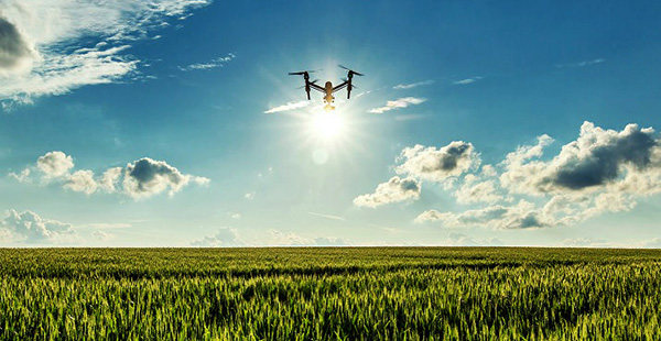 Drone flying over wheat field