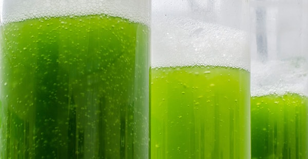Algae in test tubes
